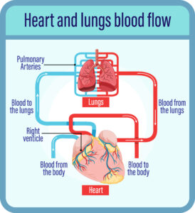 How blood flows through the heart